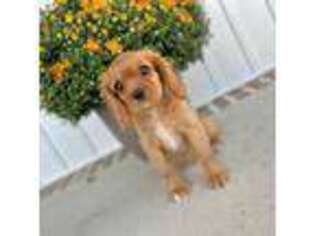 Cavalier King Charles Spaniel Puppy for sale in Jackson, OH, USA
