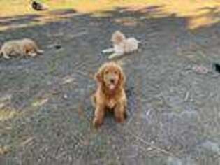Goldendoodle Puppy for sale in Chipley, FL, USA
