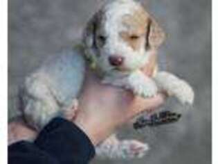 Mutt Puppy for sale in Pinehurst, TX, USA
