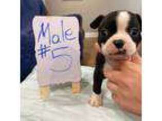 Boston Terrier Puppy for sale in Athens, AL, USA