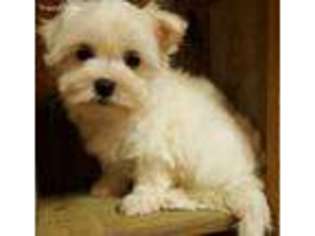 Maltese Puppy for sale in Center Ridge, AR, USA