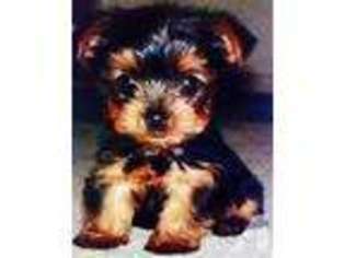 Yorkshire Terrier Puppy for sale in ARTESIA, CA, USA