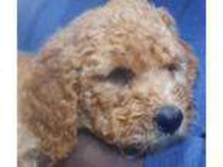 Goldendoodle Puppy for sale in Oak Point, TX, USA
