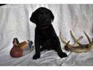 Labrador Retriever Puppy for sale in Sumner, TX, USA