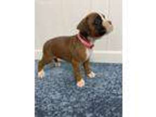 Boxer Puppy for sale in Middlebury, IN, USA