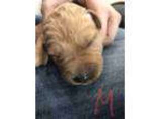 Goldendoodle Puppy for sale in Jacksonville, IL, USA