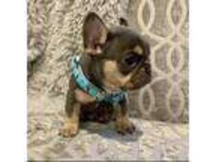 French Bulldog Puppy for sale in Salem, NH, USA