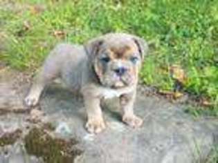 Bulldog Puppy for sale in Jasper, AR, USA
