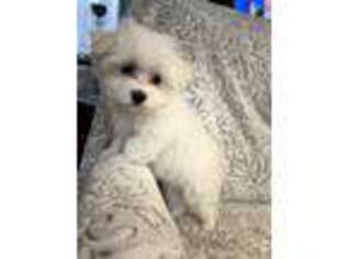 Maltese Puppy for sale in Newaygo, MI, USA