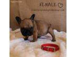 French Bulldog Puppy for sale in Austin, CO, USA
