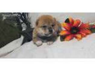 Shiba Inu Puppy for sale in Ligonier, IN, USA