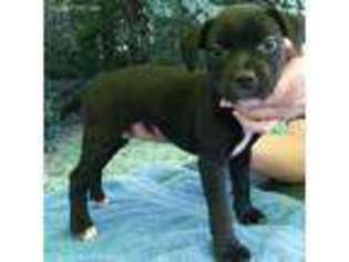 Staffordshire Bull Terrier Puppy for sale in Mancelona, MI, USA
