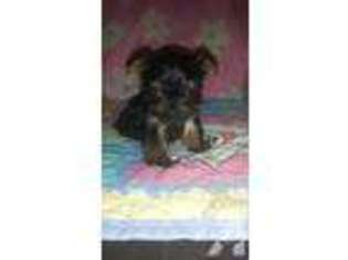 Yorkshire Terrier Puppy for sale in GILBERTS, IL, USA