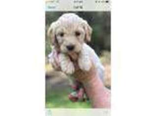 Goldendoodle Puppy for sale in Union, MS, USA
