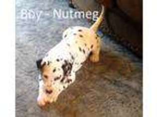Dalmatian Puppy for sale in Mcalester, OK, USA