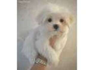 Maltese Puppy for sale in Stanfordville, NY, USA