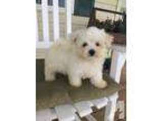 Maltese Puppy for sale in OLIVE HILL, KY, USA