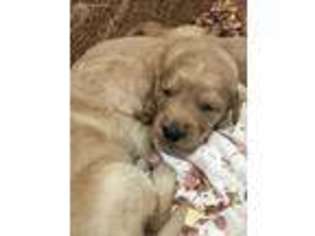 Goldendoodle Puppy for sale in Germanton, NC, USA