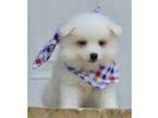 American Eskimo Dog Puppy for sale in Anderson, MO, USA