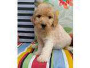 Goldendoodle Puppy for sale in Grayson, GA, USA