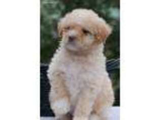 Labradoodle Puppy for sale in Fresno, CA, USA