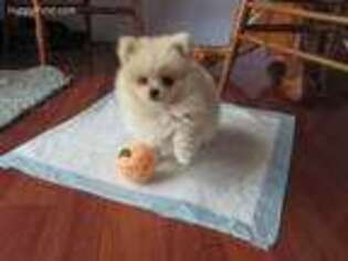 Pomeranian Puppy for sale in Post Falls, ID, USA