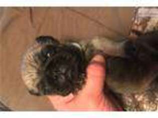 Pug Puppy for sale in Lenoir, NC, USA