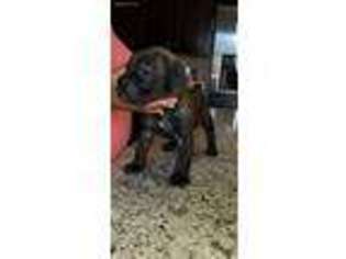 Cane Corso Puppy for sale in Lithia Springs, GA, USA