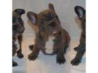 French Bulldog Puppy for sale in Brodheadsville, PA, USA