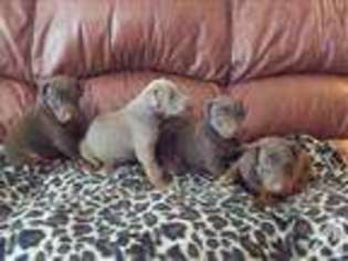 Doberman Pinscher Puppy for sale in HASTINGS, FL, USA