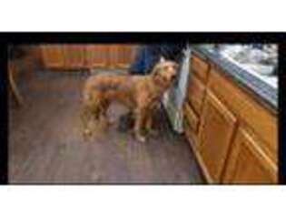 Golden Retriever Puppy for sale in Tellico Plains, TN, USA