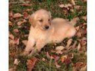 Golden Retriever Puppy for sale in Montgomery City, MO, USA