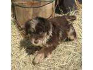 Mutt Puppy for sale in Albertville, AL, USA