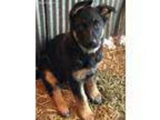 German Shepherd Dog Puppy for sale in Excelsior Springs, MO, USA