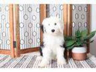 Old English Sheepdog Puppy for sale in Naples, FL, USA