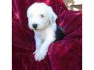 Old English Sheepdog Puppy for sale in Grandview, MO, USA