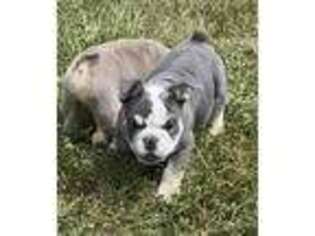 Bulldog Puppy for sale in Rolla, MO, USA