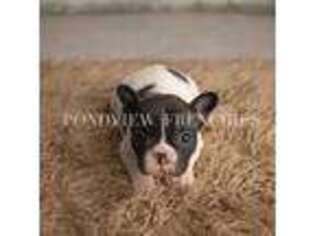 French Bulldog Puppy for sale in Deerfield, NH, USA