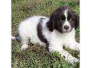 Newfoundland Puppy for sale in Holton, MI, USA