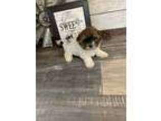 Mutt Puppy for sale in Kanopolis, KS, USA