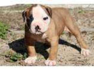 American Bulldog Puppy for sale in Augusta, GA, USA