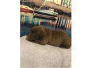 Chesapeake Bay Retriever Puppy for sale in Charlotte Hall, MD, USA