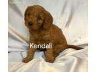 Goldendoodle Puppy for sale in Hamburg, PA, USA