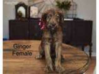 Labradoodle Puppy for sale in Atlanta, GA, USA