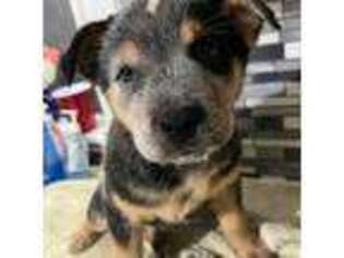 Australian Cattle Dog Puppy for sale in Beavertown, PA, USA
