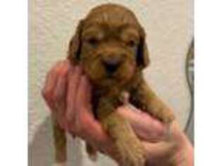 Cavapoo Puppy for sale in Thornton, CO, USA