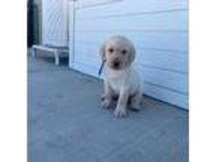 Labrador Retriever Puppy for sale in Earp, CA, USA