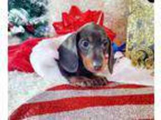 Dachshund Puppy for sale in Sartell, MN, USA