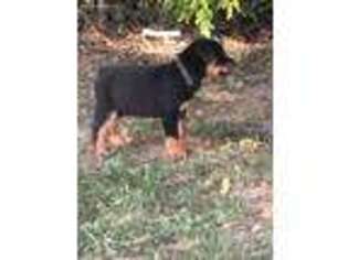 Rottweiler Puppy for sale in Hopewell, VA, USA