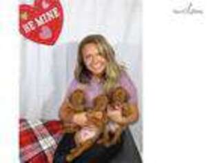 Vizsla Puppy for sale in Bloomington, IN, USA